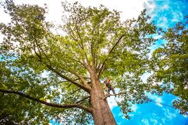 Best Root Management and Removal  in Midway, KY