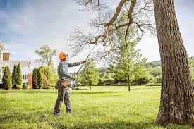 Best Hazardous Tree Removal  in Midway, KY
