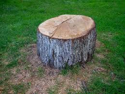 Best Emergency Tree Removal  in Midway, KY
