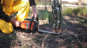 Best Tree Mulching  in Midway, KY
