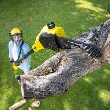 Best Firewood Processing and Delivery  in Midway, KY