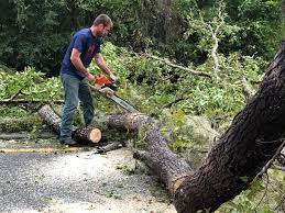  Midway, KY Tree Services Pros