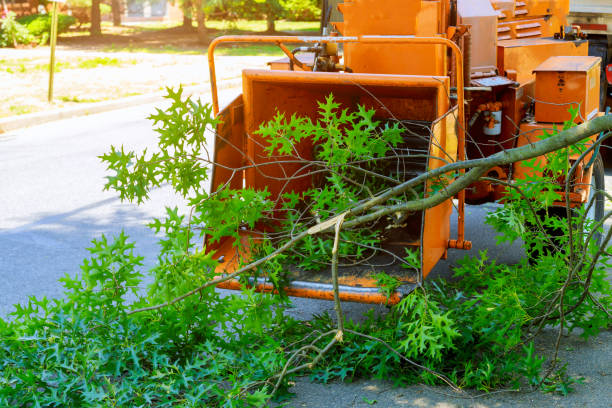 Best Pest Control for Lawns  in Midway, KY