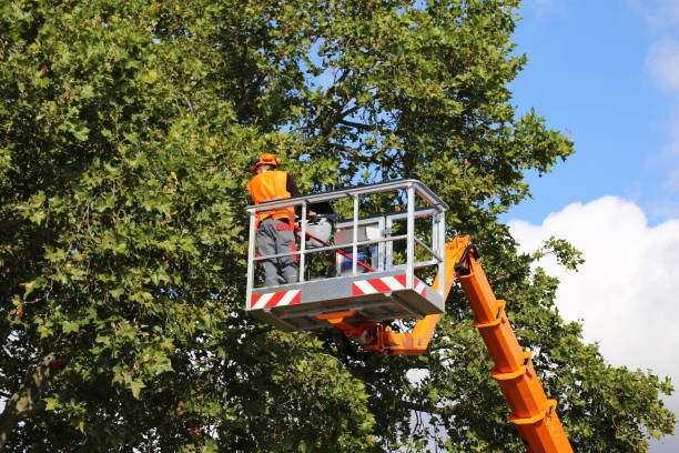Best Tree Trimming and Pruning  in Midway, KY