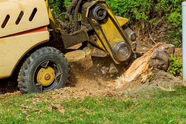 Reliable Midway, KY Tree Services Solutions