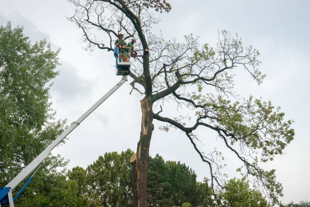 How Our Tree Care Process Works  in  Midway, KY