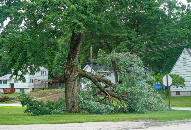 Best Tree Preservation Services  in Midway, KY