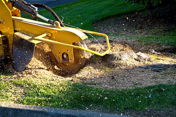 Best Utility Line Clearance  in Midway, KY