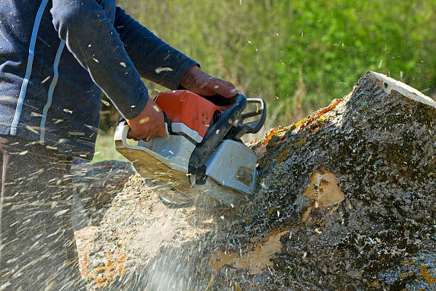 Best Lawn Grading and Leveling  in Midway, KY