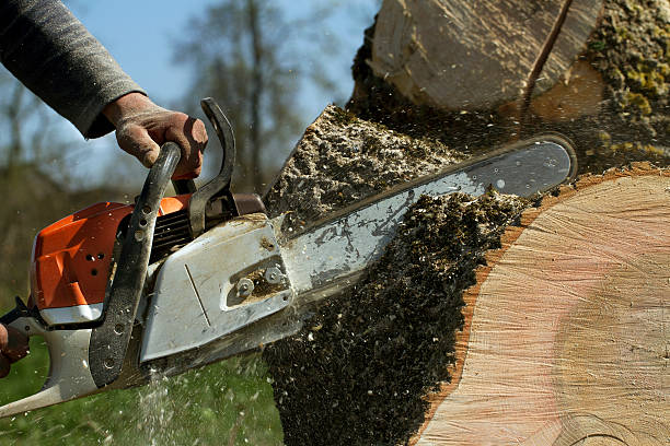 Reliable Midway, KY Tree Services Solutions